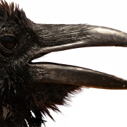 Sitting American Crow PNG Pic
