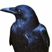 Sitting American Crow PNG Picture