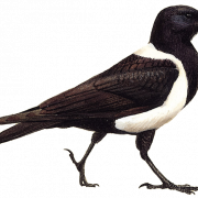 Sitting Hooded Crow PNG File