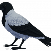 Sitting Hooded Crow PNG Free Image