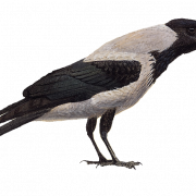 Sitting Hooded Crow PNG HD Image