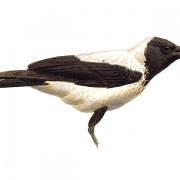 Sitting Hooded Crow PNG High Quality Image