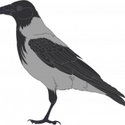 Sitting Hooded Crow PNG Image File