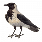 Sitting Hooded Crow PNG Pic