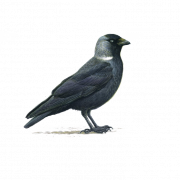 Sitting Hooded Crow Transparent