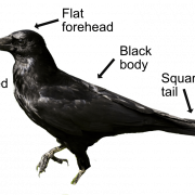 Sitting Rook Bird PNG Download Image