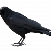Sitting Rook Bird PNG Image