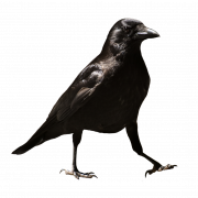 Sitting Rook Bird PNG Image File