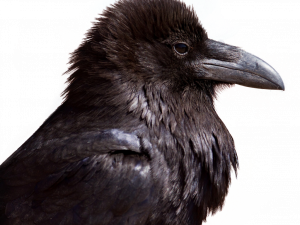 Sitting Rook Bird PNG Images