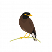 Songbird Common Blackbird PNG File