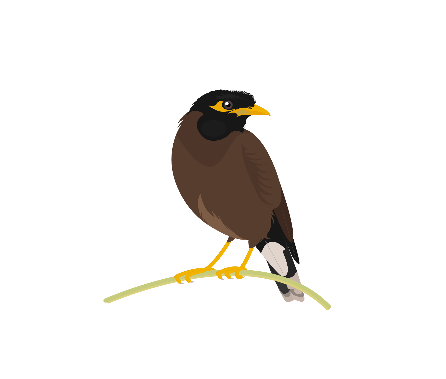 Songbird Common Blackbird PNG File