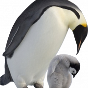 Standing King Penguin PNG
