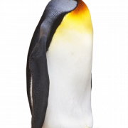 Standing King Penguin PNG Photo