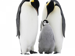 Standing King Penguin Transparent