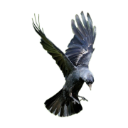 Western Jackdaw Bird PNG Free Download