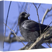 Western Jackdaw Bird PNG HD Image