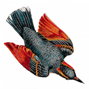 Western Jackdaw Bird PNG Images