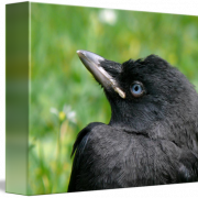 Western Jackdaw Bird PNG Pic