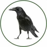Western Jackdaw (Corvus Monedula) PNG