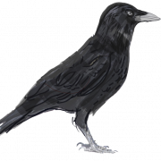 Western Jackdaw (Corvus Monedula) PNG Clipart