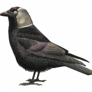 Western Jackdaw (Corvus Monedula) PNG File