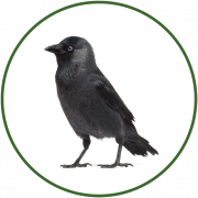 Western Jackdaw (Corvus Monedula) PNG Free Image