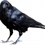 Western Jackdaw (Corvus Monedula) PNG HD Image