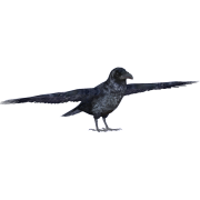 Western Jackdaw (Corvus Monedula) Transparent