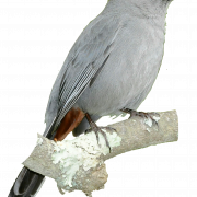 Western Jackdaw PNG Clipart