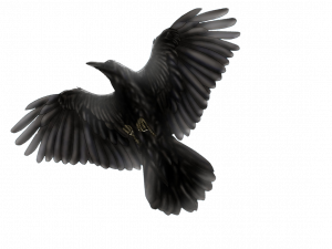Wild Common Blackbird PNG Clipart