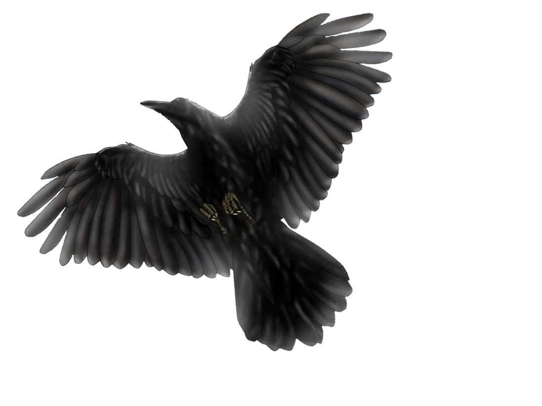 Wild Common Blackbird PNG Clipart