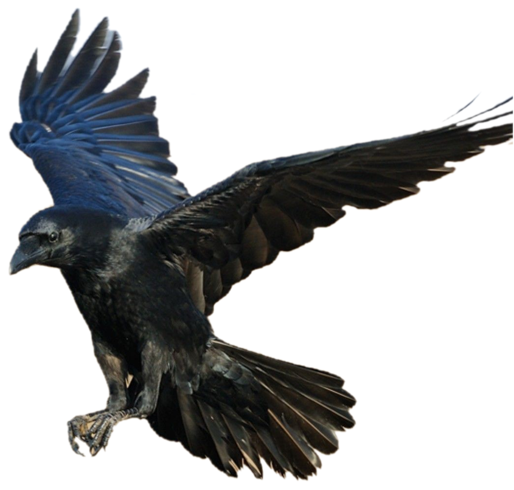 Wild Common Blackbird PNG Download Image