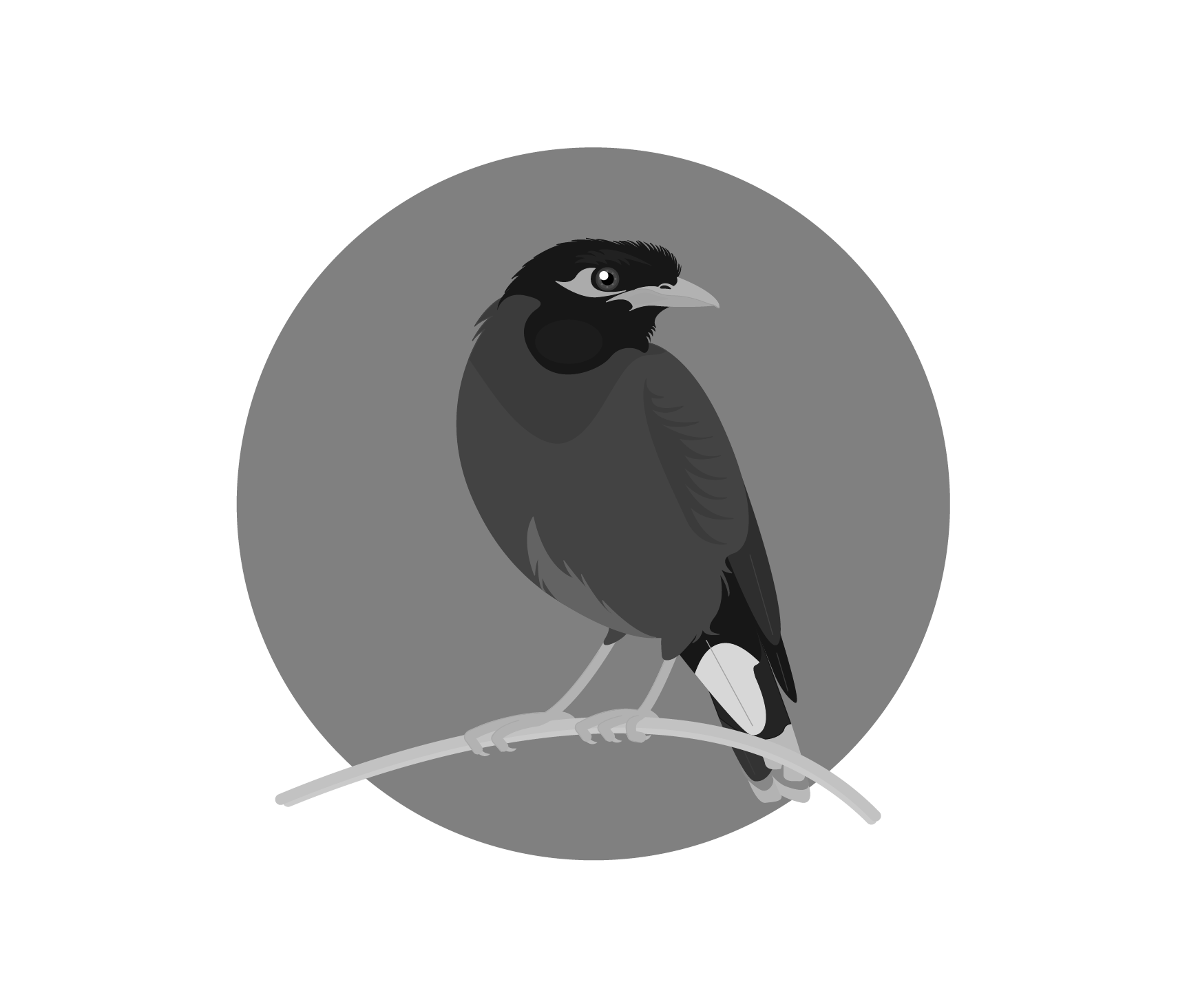 Wild Common Blackbird PNG File