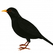 Wild Common Blackbird PNG Free Image