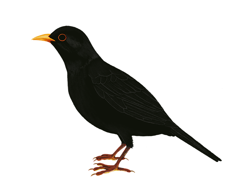 Wild Common Blackbird PNG Free Image