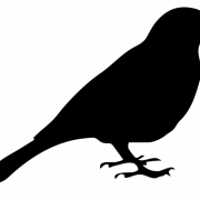 Wild Common Blackbird PNG High Quality Image