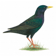 Wild Common Blackbird PNG Image