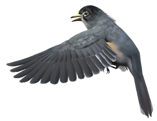 Wild Common Blackbird PNG Image File