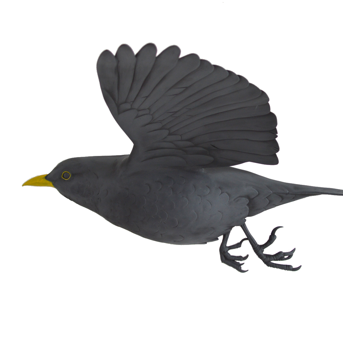 Wild Common Blackbird PNG Images