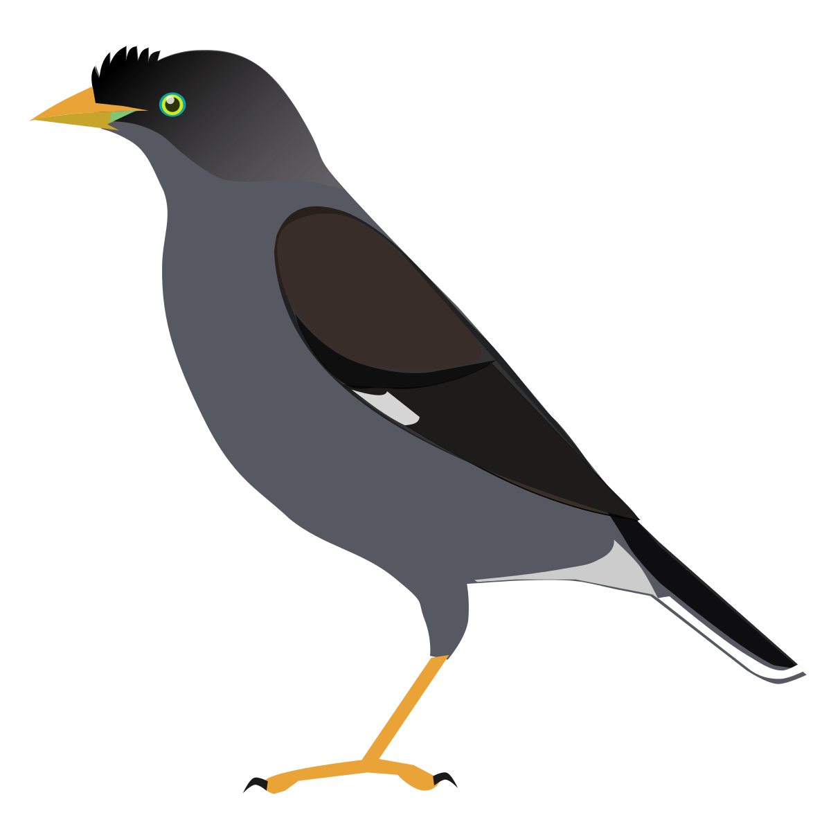 Wild Common Blackbird PNG Pic