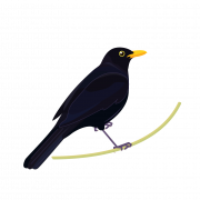 Wild Common Blackbird PNG Picture